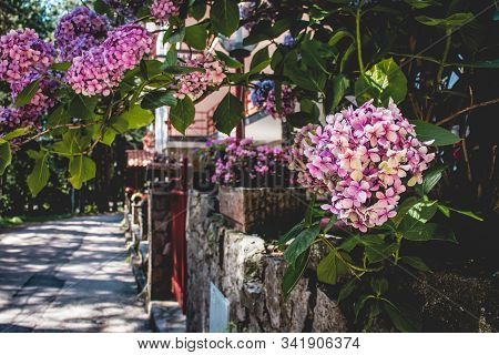 Hydrangea Flowers Bush Or Hortensia Pink Blossom On Blooming Tree On Defocused Background Of Picture