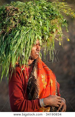 Yeşil çim taşıyan Hint köylü kadın