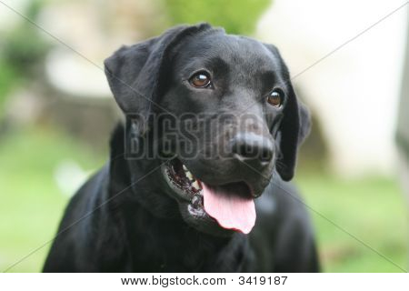 Svart hund