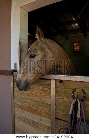 Cavallo, stabile