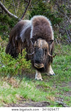 Portrait Of A Musk Ox (ovibos Moschatus) In Nature  Norway