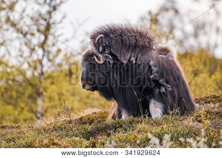 Portrait Of A Musk Ox (ovibos Moschatus) In Nature  Norway