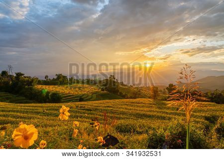 Beautiful Rice Terraces During Sunset In Pa Bong Piang, The Rural Village In Chiangmai, Thailand