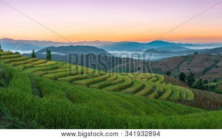 Beautiful Rice Terraces In The Morning With Fog Environment In Pa Bong Piang, The Rural Village In C