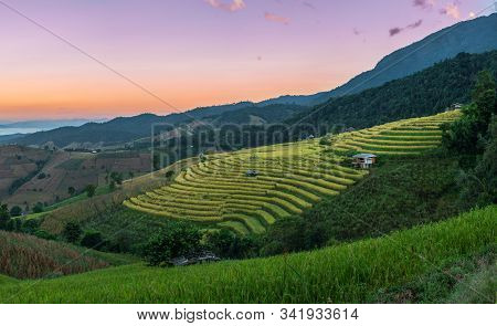 Beautiful Rice Terraces In The Morning With Fog Environment In Pa Bong Piang, The Rural Village In C