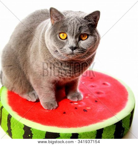 Scottish Cat On A Watermelon Pillow. Gray Cat. Pet. Red Mat.