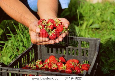 Harvesting Fresh Strawberries In June. Sweet Red Strawberry. Strawberry Farm Box With Ripe Berry. Ma