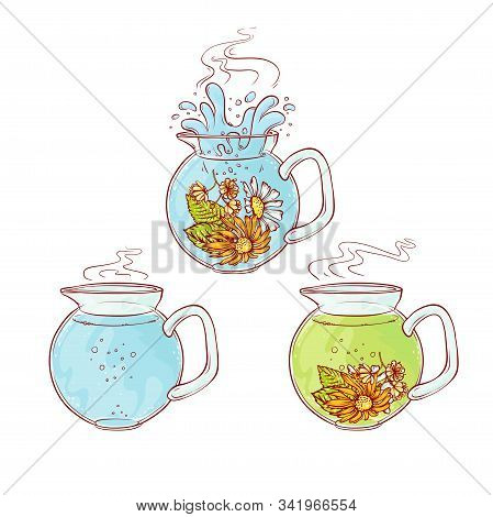 Vector Tea Herb Flowers Brew Process. Make And Pour In Transparent Teapot Hot Aromatic Drink With Bl