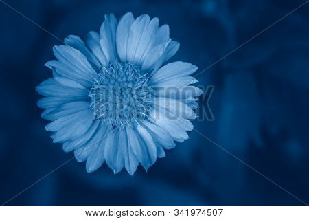 Beautiful Fairy Dreamy Macro Of Coreopsis Calliopsis Tickseed Flower On Blurry Background. Dark Art 