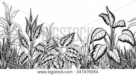 Seamless Border With Tropical Plants. Black And White Illustration. Hand Drawn Vector.