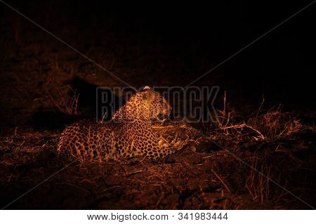 The African Leopard (panthera Pardus Pardus) Female Have A Rest Before The Hunt. Hunting African Leo