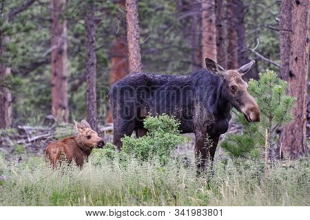 Cow Moose And Calf. Wild Moose Living In The Forests Of The Colorado Rocky Mountains