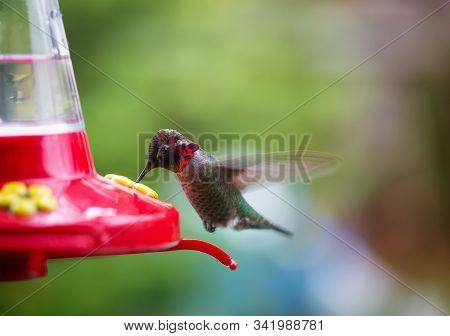 Small Little Colorful Image Photo Free Trial Bigstock