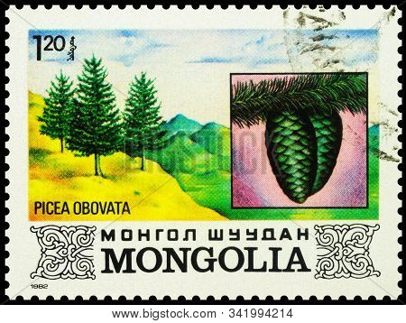 Moscow, Russia - December 10, 2019: Stamp Printed In Mongolia Shows Siberian Spruce (picea Obovata),