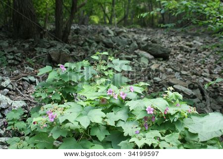 ดอกไม้ Appalachian Trail