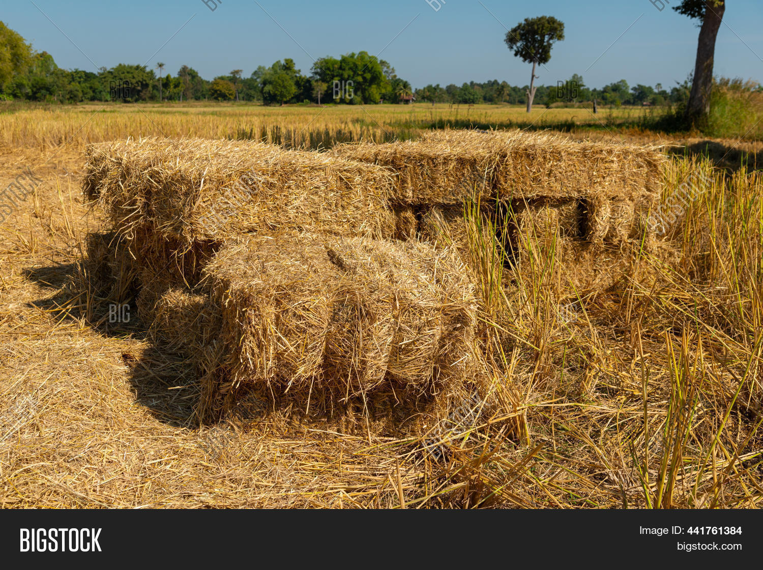 Retted Straw Reeds Texture. Straw Image & Photo (Free Trial) | Bigstock