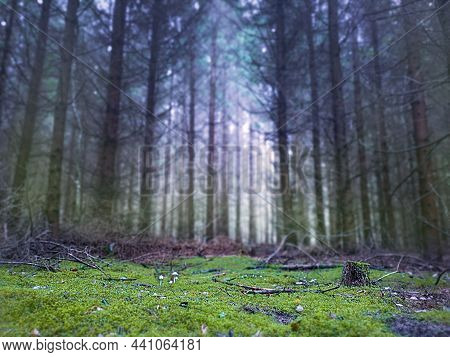 Dark Mystical Atmosphere Park. Mystical Dark Magic Fall Forest.