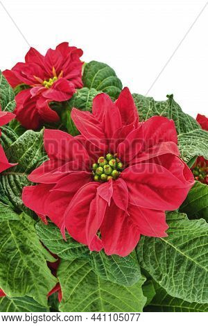 Small Red Pointsettia, Euphorbia Pulcherrima, Photographed On A White Background.