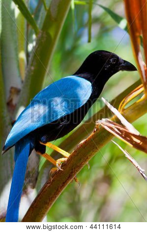 Cyanocorax Yucatanicus