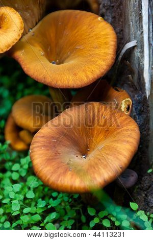 Omphalotus Olearius