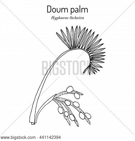 Doum Palm Or Gingerbread Tree Hyphaene Thebaica , Medicinal Plant. Hand Drawn Botanical Vector Illus