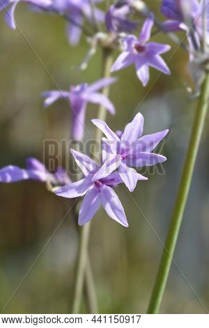 Society Garlic Flowers - Latin Name - Tulbaghia Violacea