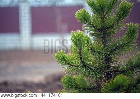 Young Branches Of A Spruce Tree. Blooming Spruce. Spruce In Spring. Close Up. Selective Focus.