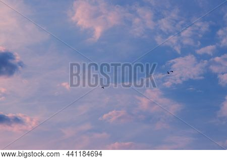 Three Ducks Flying In The Blue Sky With White Clouds.