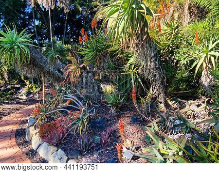 Aloe Forest With Fire Red Flower Blooms