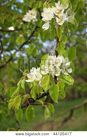 Pear Blossom