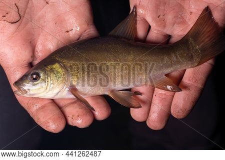 Small Fish Tinca Tinca With Red Eyes, On The Hands.