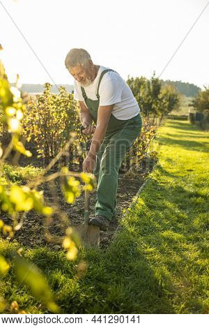Senior gardener gardening in his permaculture garden - turning over the soil in his garden with a spade