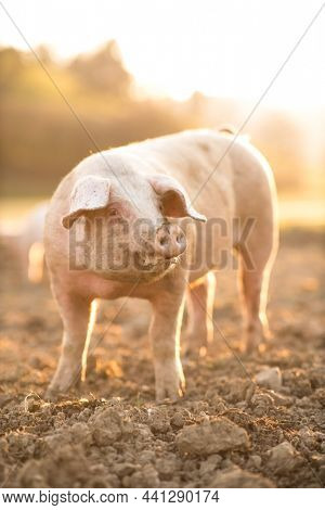 Pigs eating on a meadow in an organic meat farm - wide angle lens shot