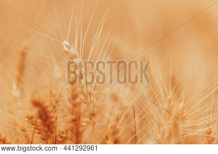 Ripe Harvest Ready Wheat Crops Field In Summer, Cereal Plant Cultivation, Selective Focus