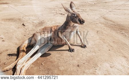 Beautiful Kangaroo Resting In The Sand. Photography Of Animals. Natural Background