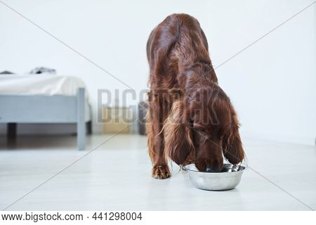 Full Length Portrait Of Irish Setter Dog Eating Dog Food From Metal Bowl In Home Interior, Copy Spac