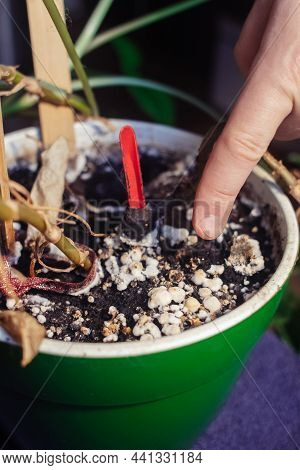 Pot With A Flower Covered With Mold. High Humidity In The Soil Of A Home Plant. Close-up Of White Sp