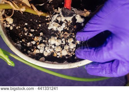Pot With A Flower Covered With Mold. High Humidity In The Soil Of A Home Plant. Close-up Of White Sp