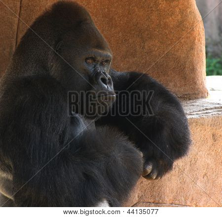 Nahaufnahme eines Gorillas