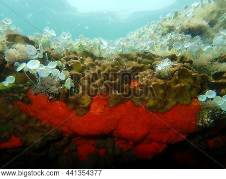 Сhicken Liver Sponge Or Caribbean Chicken-liver Sponge (chondrilla Nucula) And Red Encrusting Sponge
