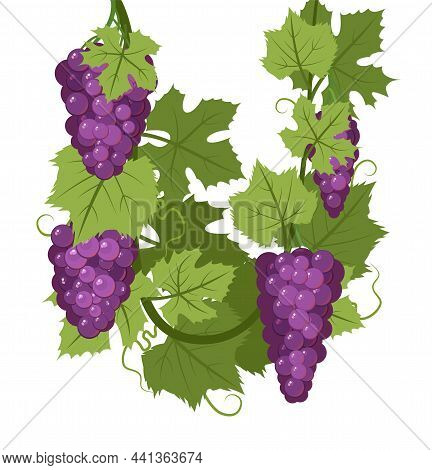 Vine With Foliage And Bunches Of Red Grapes. Viticulture And Farming. Branches With Berries On A Den