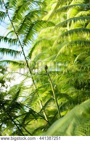 Closeup Of Fern Sprouts Growing In Greenhouse. Young Evergreen Plant Leaves Over Blue Sky Background