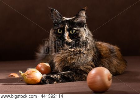 A Dark Tortoise-colored Maincoon Cat Sits On A Brown Background Next To A Vegetable Onion Indoors In