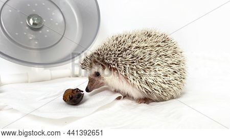 Small Hedgehog Eating Big Beetle On White Background. Home Care For Hedgehog Pet.