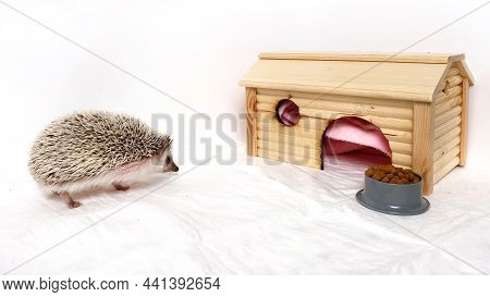 Little Hedgehog Pet Going To Wooden House On White Background.  Hedgehog Home Care