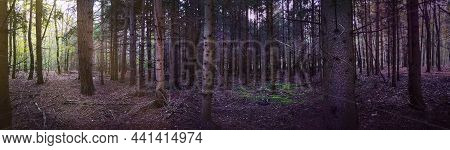 Wide Format Of Abnormal Creepy Dark Landscape With Autumn Foliage