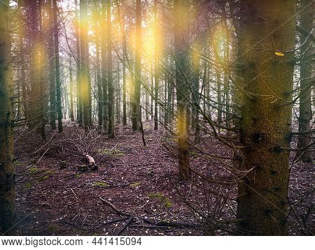 Magical Forest Scene. Forest With Rural Magical Fog