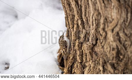 Little Bird Eurasian Treecreeper Crawling On A Tree In Winter. Nature Background. Bird: Short Toed T