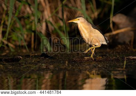 Portrait Of Little Bittern (ixobrychus Minutus) On A Sunny Morning In Summer In Vienna (austria)