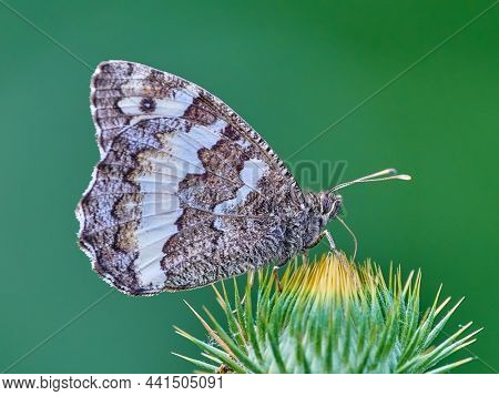 The Great Banded Grayling butterfly - Brintesia circe - sitting on thistle bud
